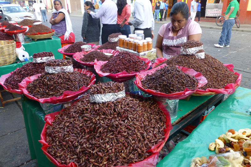 Oaxaca 2014