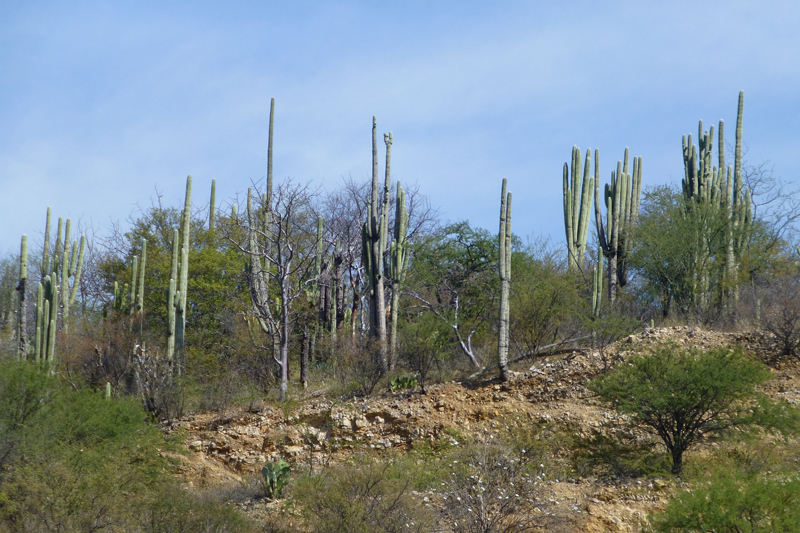 Oaxaca 2014